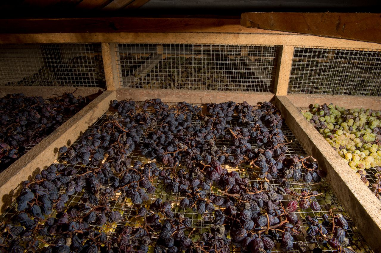 Vignoble Technique Vin de paille Mossu-0026